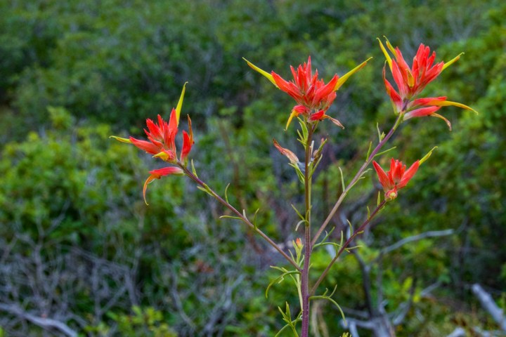 Indian paintbrush wp