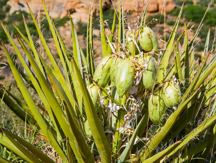 Yucca fruit wp
