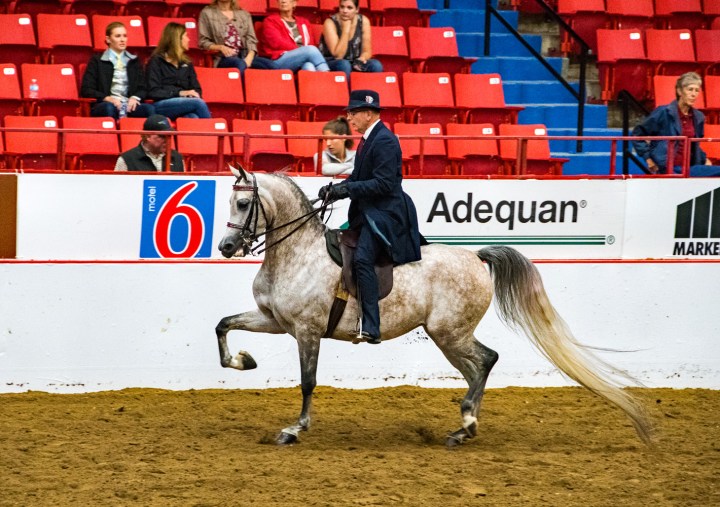 Ginny trot left 1 wp