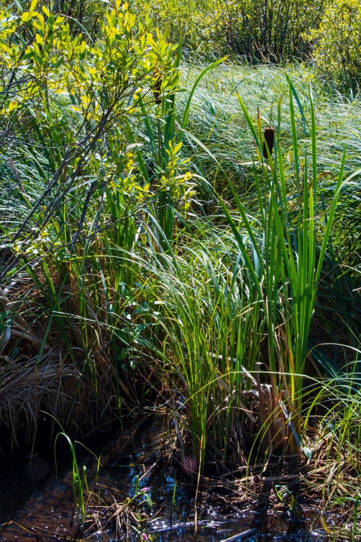 Marsh grass wp