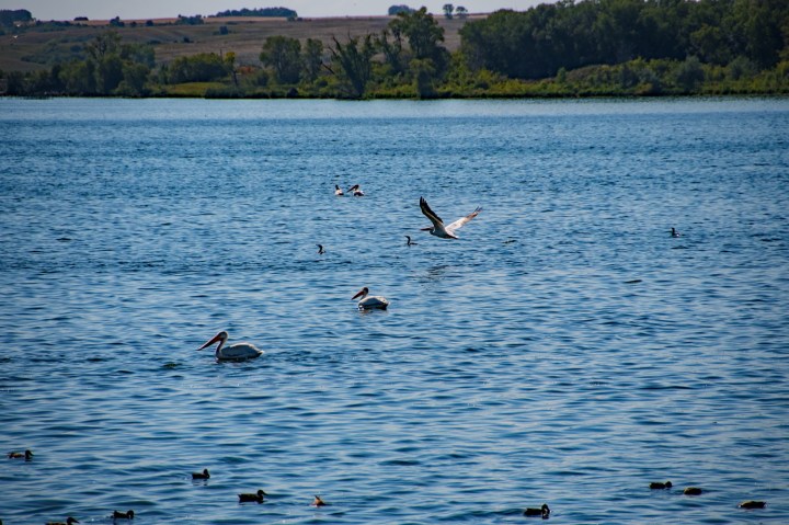 Waterfowl 2 wp