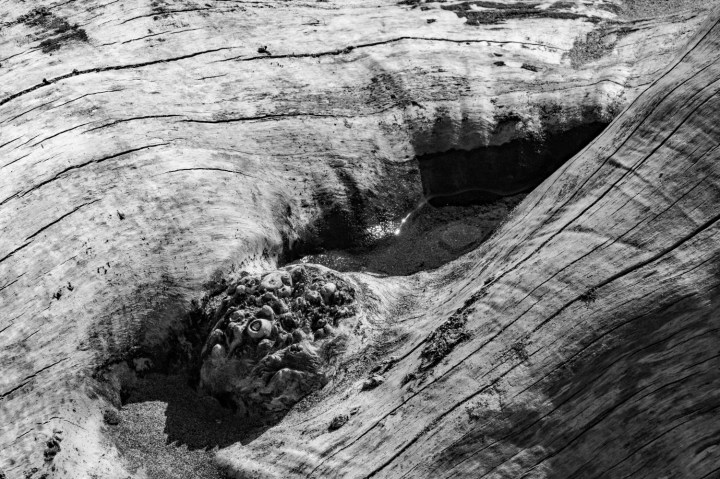 Driftwood barnacles BW wp