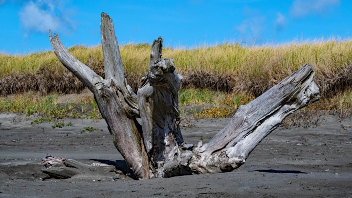 Driftwood Shape wp
