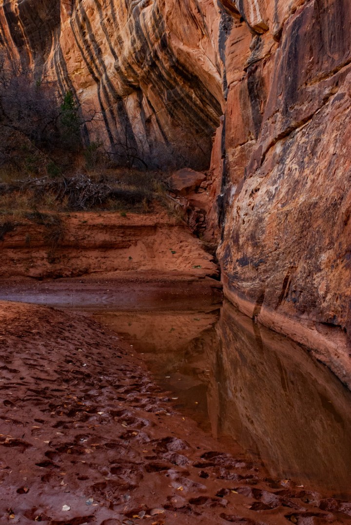 Pond Reflection 1 wp