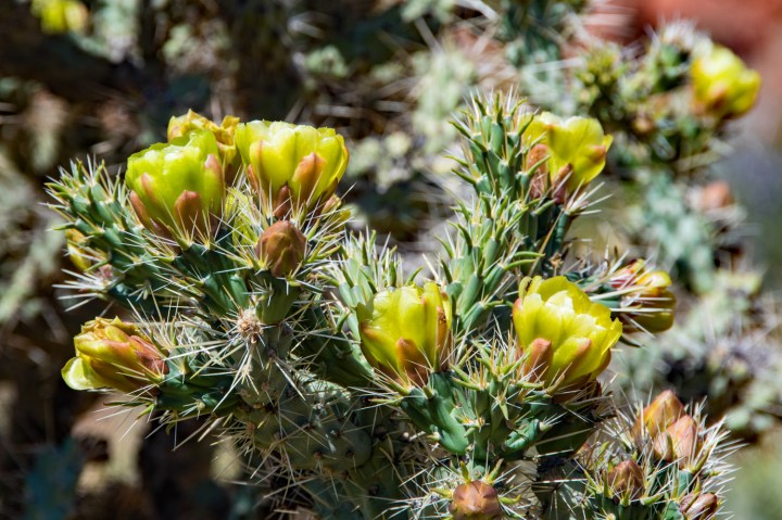 Cholla blooms