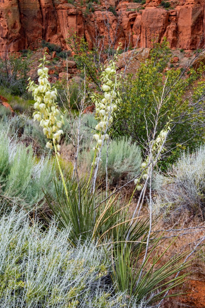 Yucca bloom 1