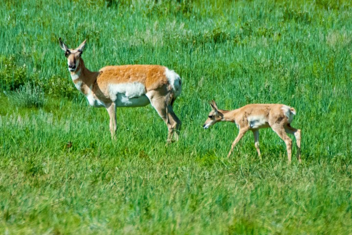 Pronghorn mom and baby wp