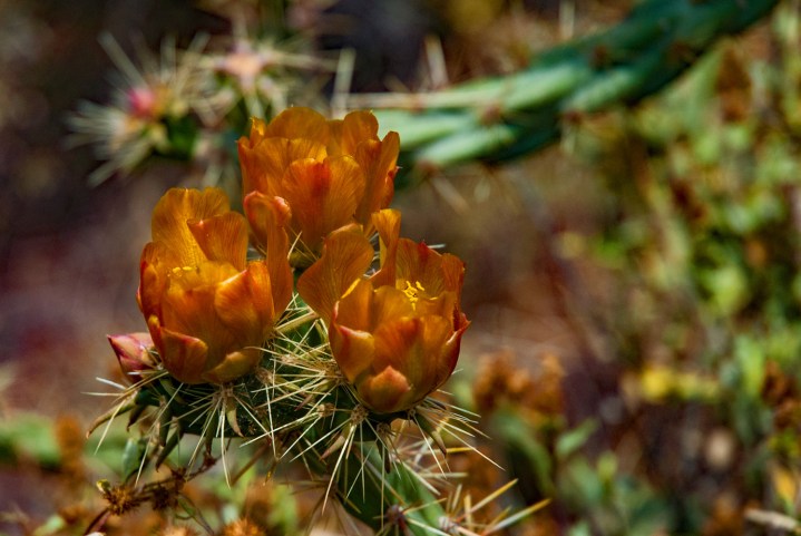 Cactus Flower wp