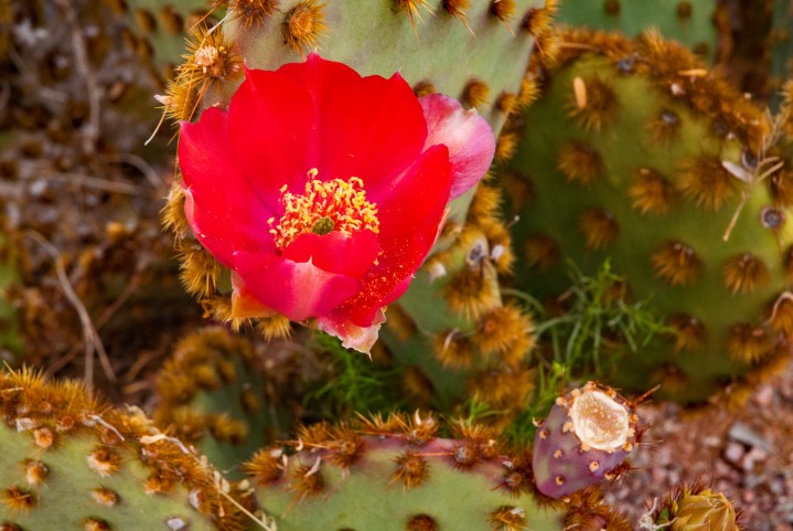 Prickly Pear bloom wp