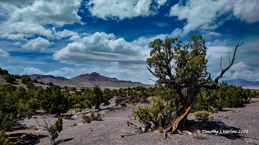 A scenic view of a rugged desert landscape featuring rocky terrain, sparse vegetation, and a prominent twisted juniper tree under a partly cloudy sky.