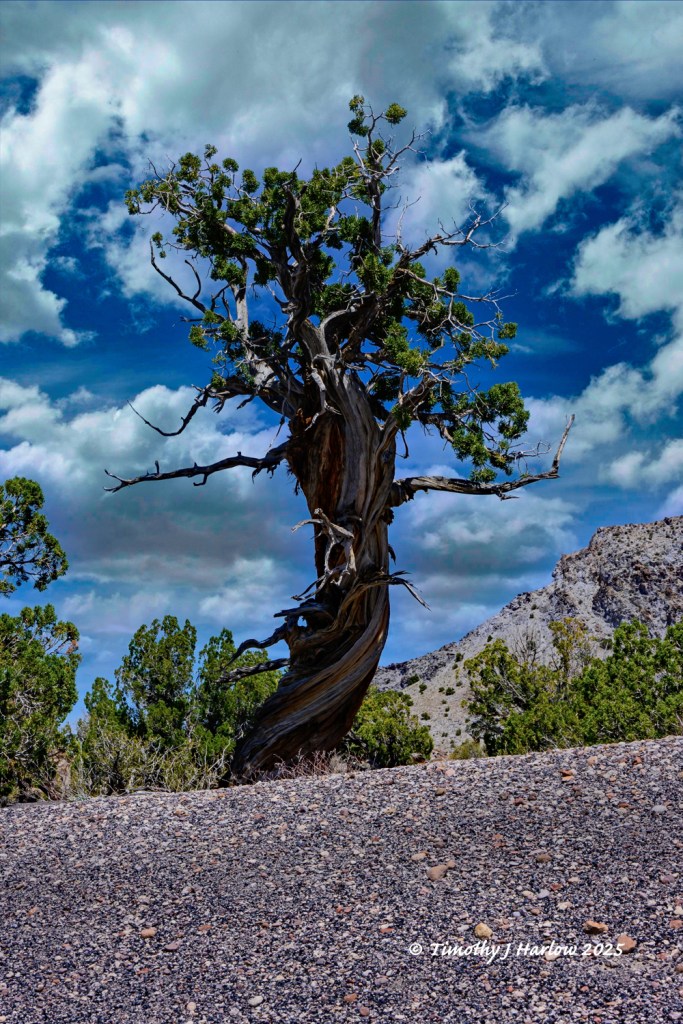 A twisted juniper tree stands against a dramatic sky filled with clouds, set against a backdrop of desert terrain and rocky hills.