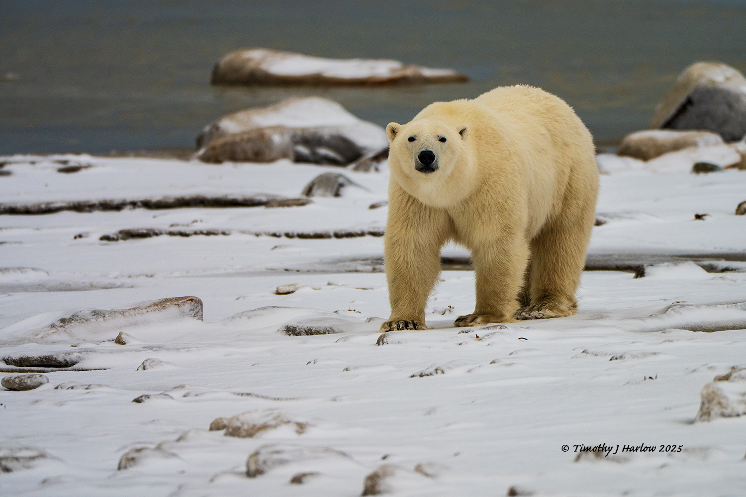 The Wonders of the Land of the Ice Bears – Tim's Viewpoints & Visuals